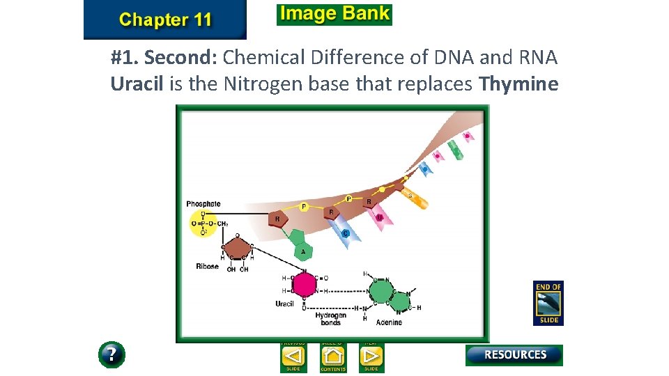 #1. Second: Chemical Difference of DNA and RNA Uracil is the Nitrogen base that