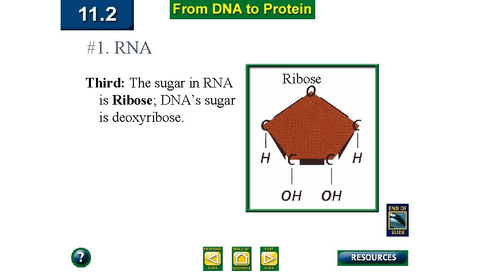 #1. RNA Third: The sugar in RNA is Ribose; DNA’s sugar is deoxyribose. Ribose