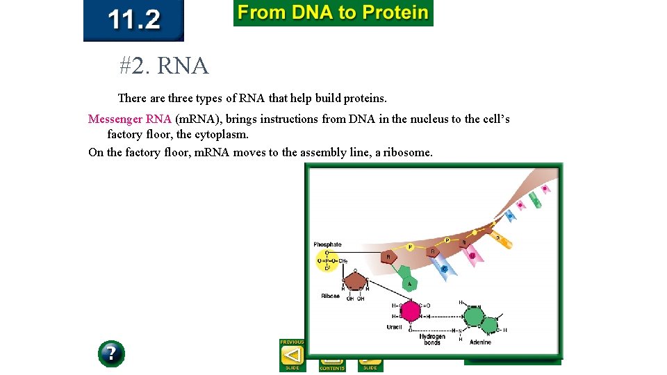 #2. RNA There are three types of RNA that help build proteins. Messenger RNA