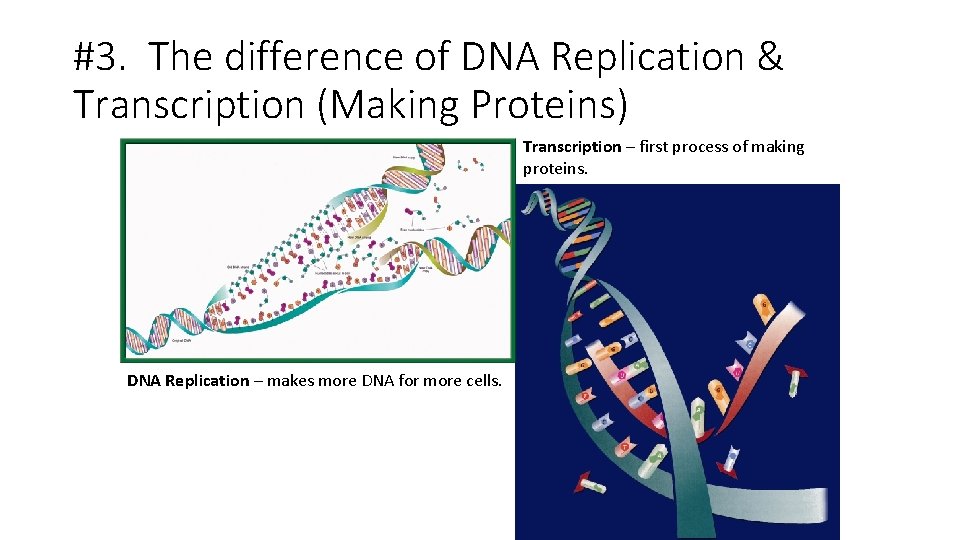 #3. The difference of DNA Replication & Transcription (Making Proteins) Transcription – first process