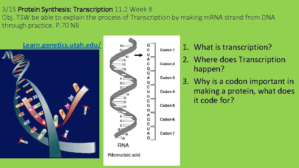 3/15 Protein Synthesis: Transcription 11. 2 Week 8 Obj. TSW be able to explain