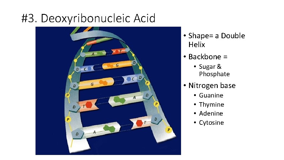 #3. Deoxyribonucleic Acid • Shape= a Double Helix • Backbone = • Sugar &