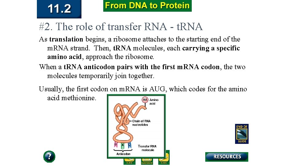 #2. The role of transfer RNA - t. RNA As translation begins, a ribosome