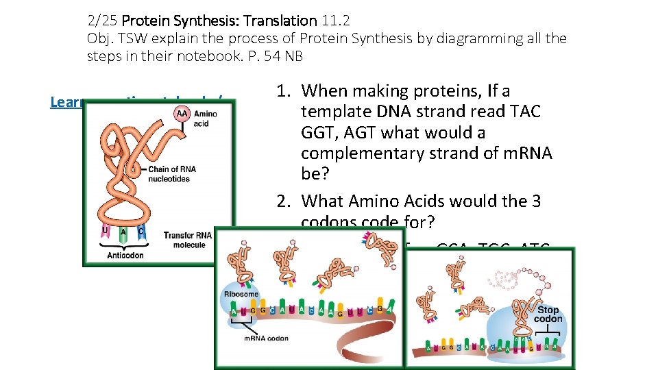 2/25 Protein Synthesis: Translation 11. 2 Obj. TSW explain the process of Protein Synthesis