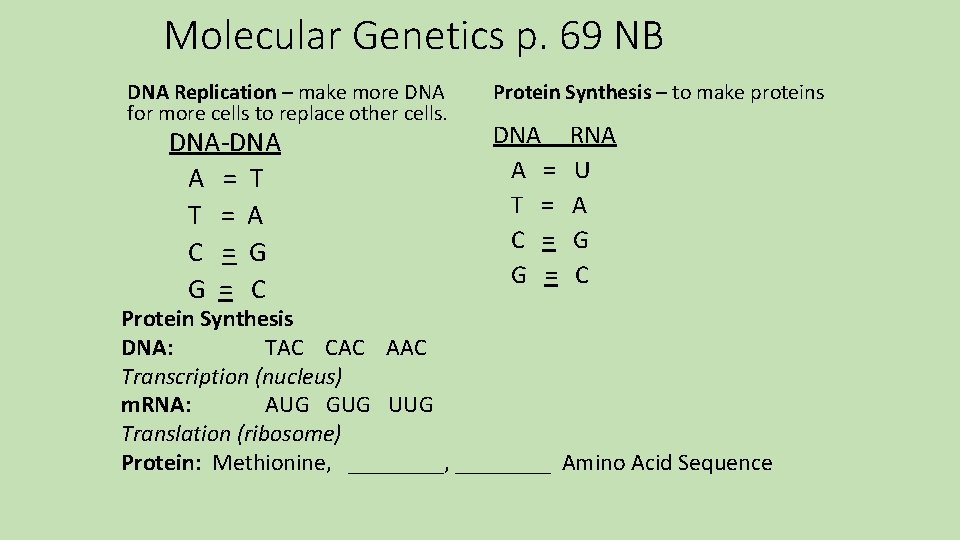 Molecular Genetics p. 69 NB DNA Replication – make more DNA for more cells