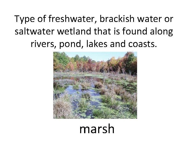 Type of freshwater, brackish water or saltwater wetland that is found along rivers, pond,