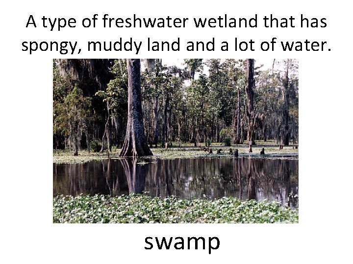 A type of freshwater wetland that has spongy, muddy land a lot of water.