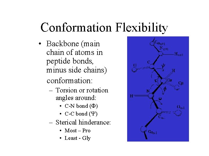 Conformation Flexibility • Backbone (main chain of atoms in peptide bonds, minus side chains)