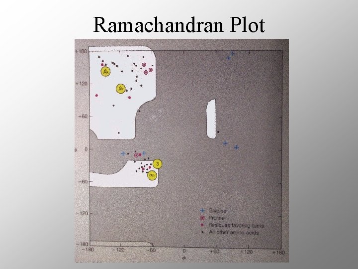 Ramachandran Plot 