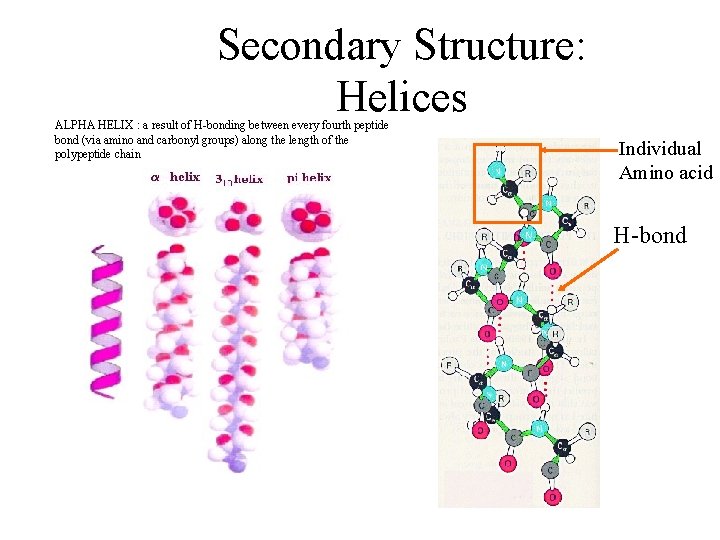 Secondary Structure: Helices ALPHA HELIX : a result of H-bonding between every fourth peptide