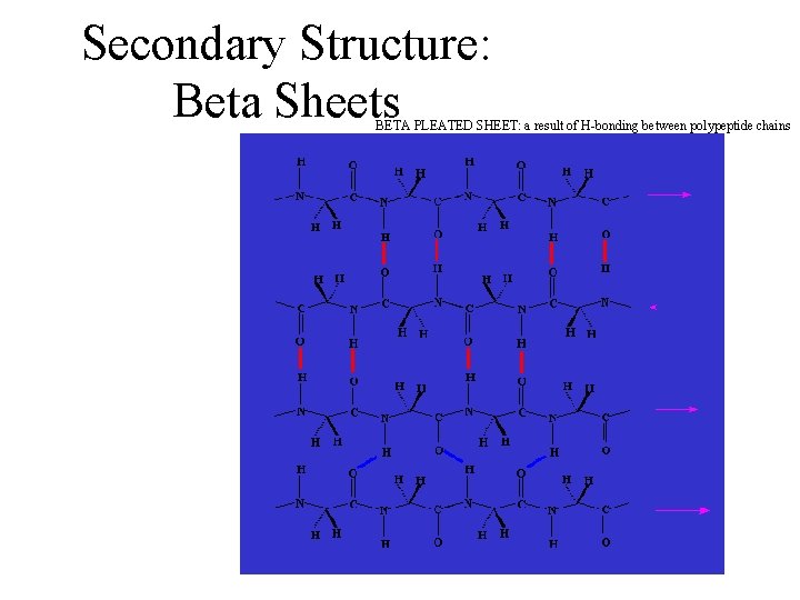 Secondary Structure: Beta Sheets BETA PLEATED SHEET: a result of H-bonding between polypeptide chains