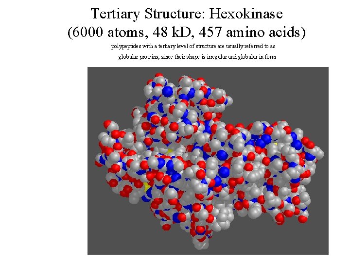 Tertiary Structure: Hexokinase (6000 atoms, 48 k. D, 457 amino acids) polypeptides with a