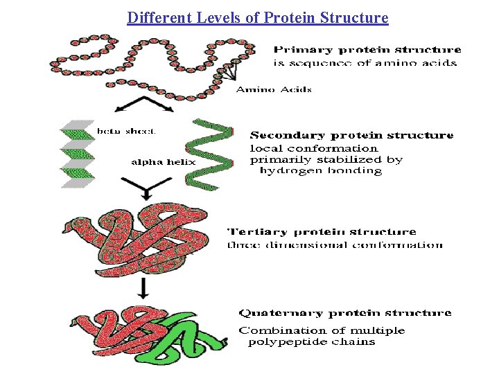 Different Levels of Protein Structure 