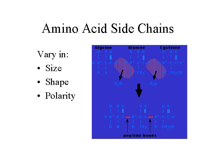 Amino Acid Side Chains Vary in: • Size • Shape • Polarity 