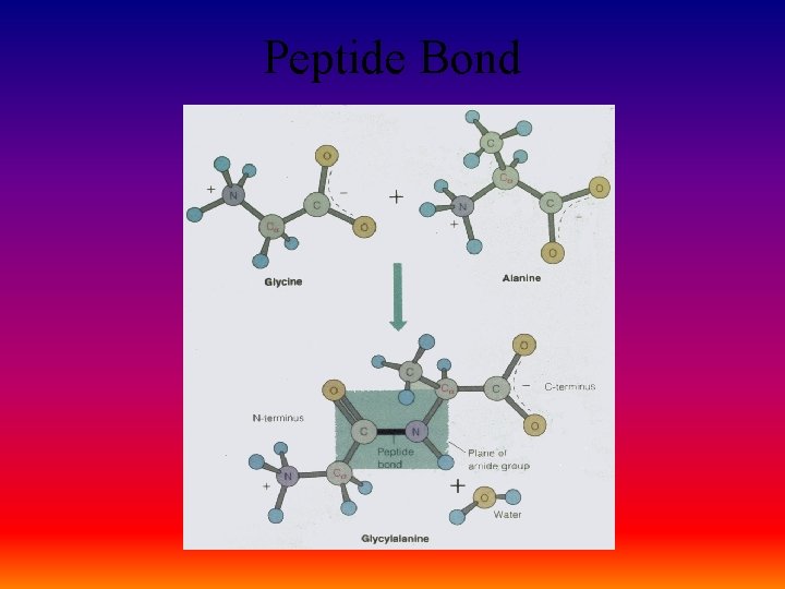 Peptide Bond 