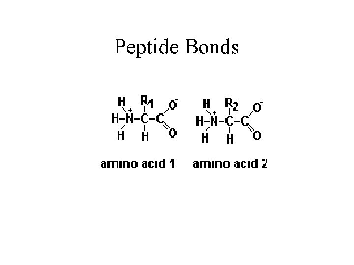 Peptide Bonds 