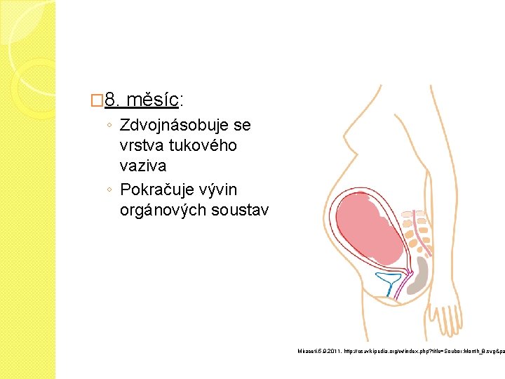 � 8. měsíc: ◦ Zdvojnásobuje se vrstva tukového vaziva ◦ Pokračuje vývin orgánových soustav