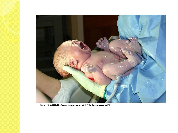 Ernest F, 5. 9. 2011, http: //commons. wikimedia. org/wiki/File: Human. Newborn. JPG 