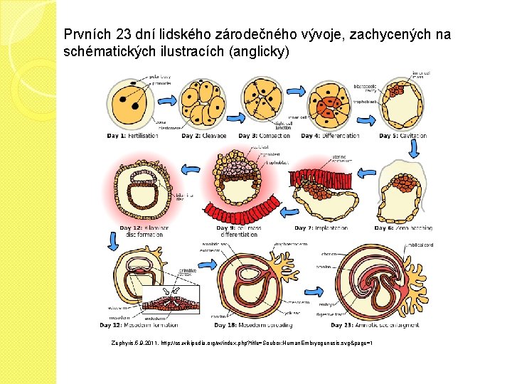 Prvních 23 dní lidského zárodečného vývoje, zachycených na schématických ilustracích (anglicky) Zephyris, 5. 9.