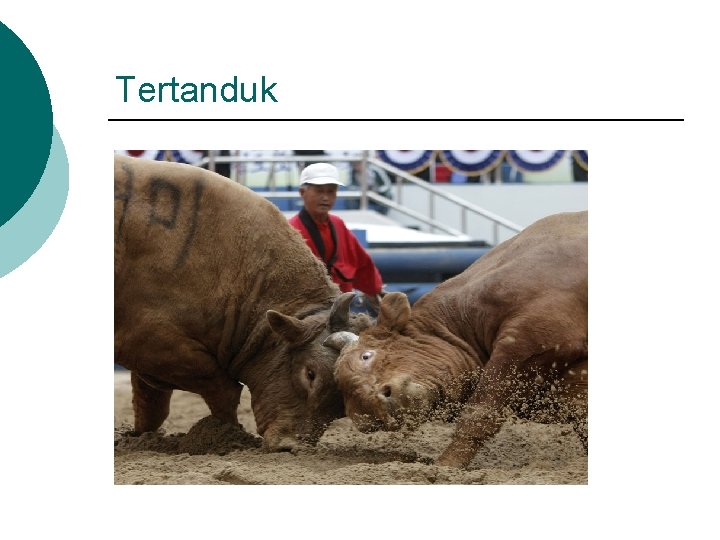 Tertanduk 