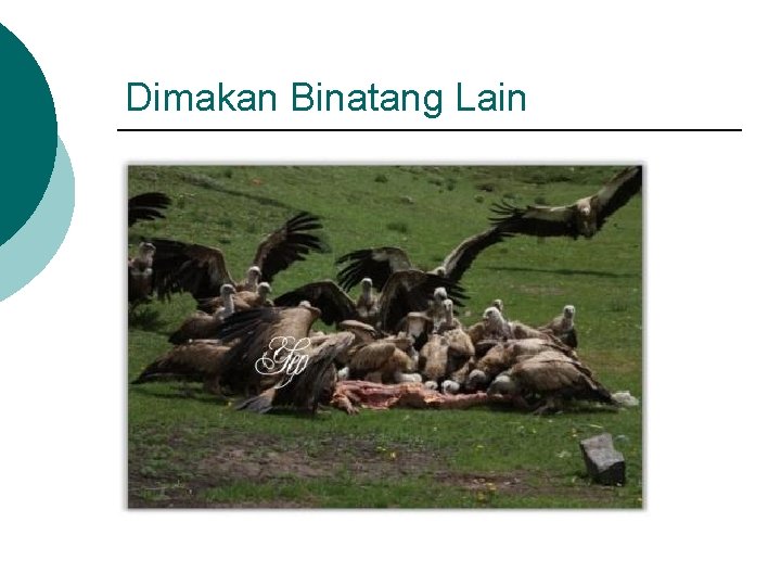 Dimakan Binatang Lain 
