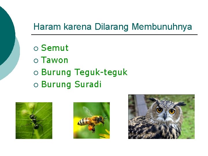 Haram karena Dilarang Membunuhnya Semut ¡ Tawon ¡ Burung Teguk-teguk ¡ Burung Suradi ¡