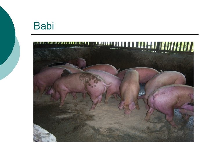 Babi 