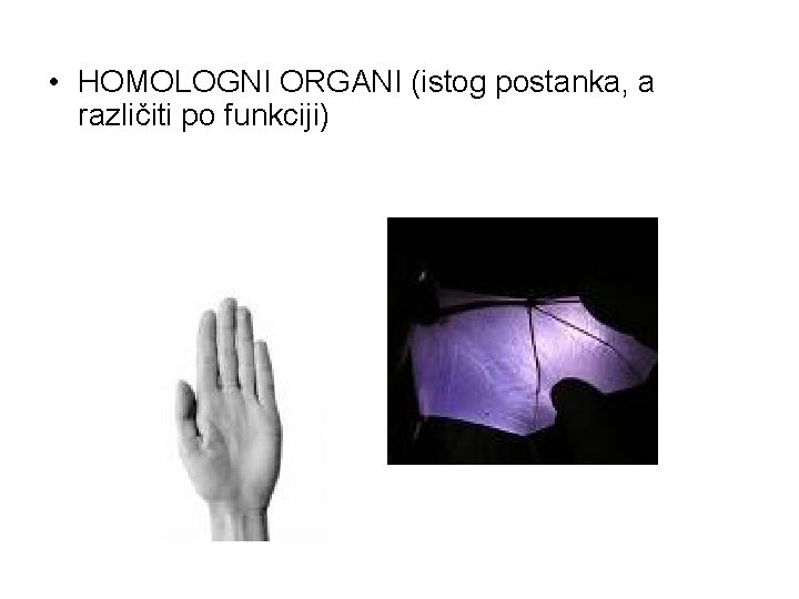  • HOMOLOGNI ORGANI (istog postanka, a različiti po funkciji) 