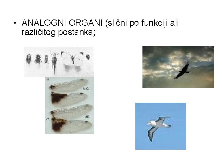  • ANALOGNI ORGANI (slični po funkciji ali različitog postanka) 