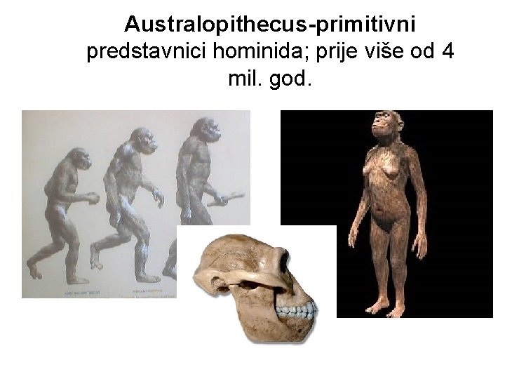 Australopithecus-primitivni predstavnici hominida; prije više od 4 mil. god. 