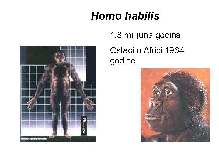 Homo habilis 1, 8 milijuna godina Ostaci u Africi 1964. godine 