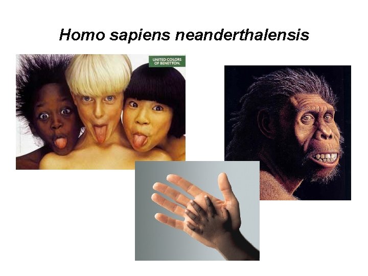 Homo sapiens neanderthalensis 