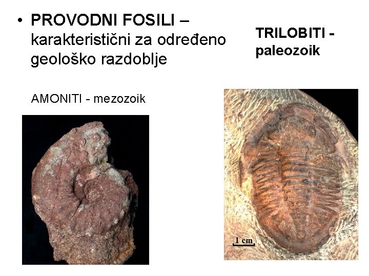  • PROVODNI FOSILI – karakteristični za određeno geološko razdoblje AMONITI - mezozoik TRILOBITI