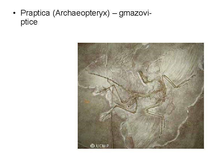  • Praptica (Archaeopteryx) – gmazoviptice 