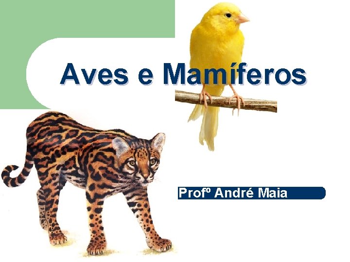 Aves e Mamíferos Profº André Maia 