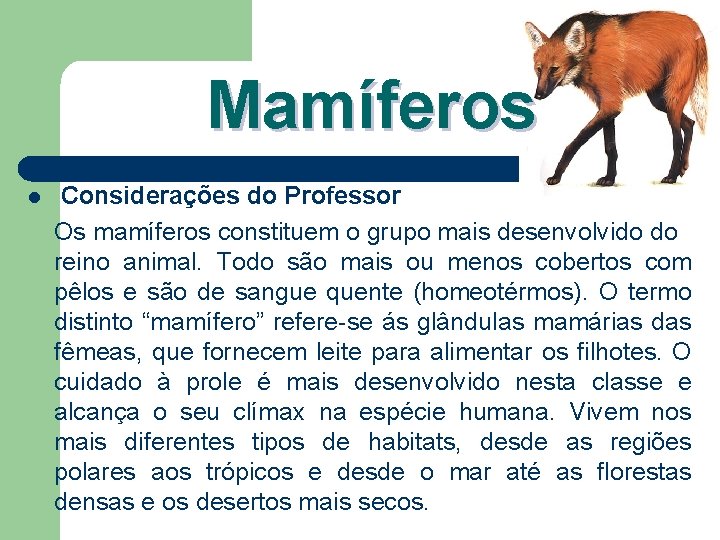 Mamíferos l Considerações do Professor Os mamíferos constituem o grupo mais desenvolvido do reino