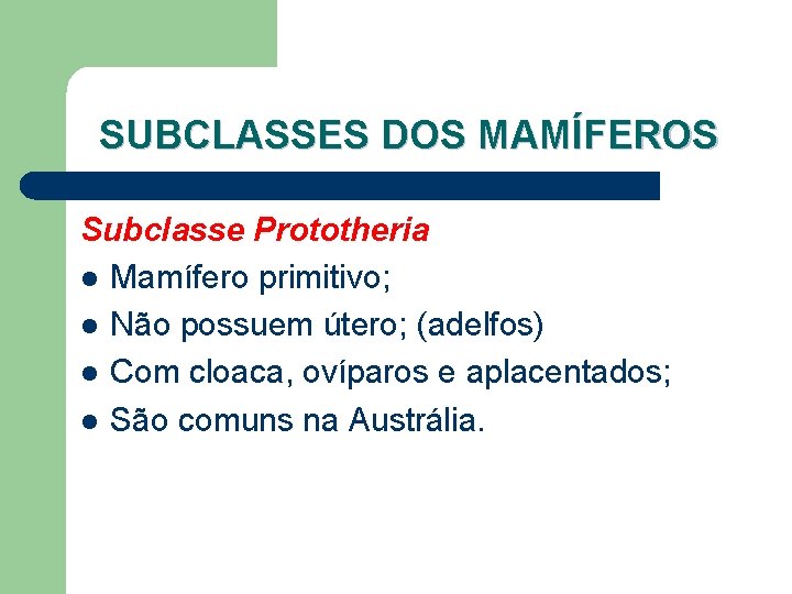 SUBCLASSES DOS MAMÍFEROS Subclasse Prototheria l Mamífero primitivo; l Não possuem útero; (adelfos) l