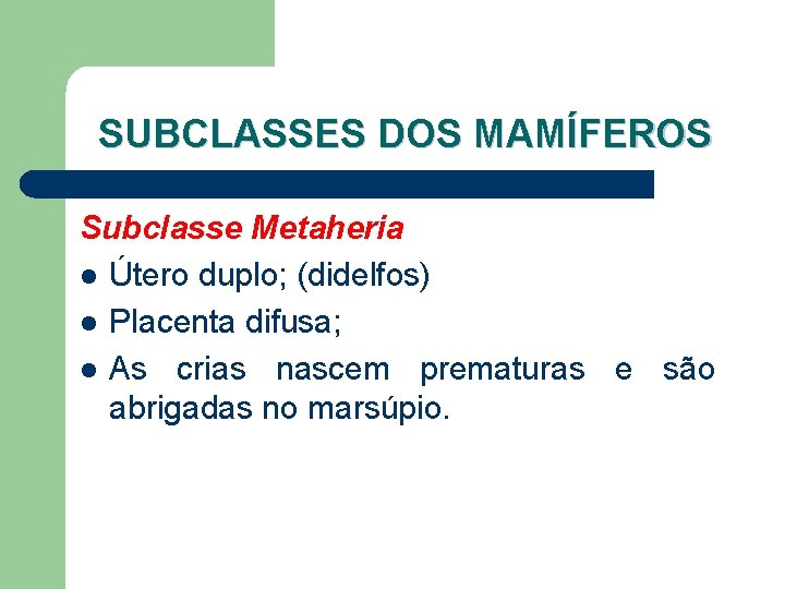 SUBCLASSES DOS MAMÍFEROS Subclasse Metaheria l Útero duplo; (didelfos) l Placenta difusa; l As