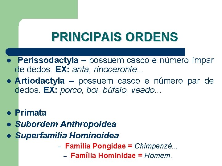 PRINCIPAIS ORDENS l l l Perissodactyla – possuem casco e número ímpar de dedos.