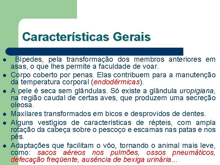 Características Gerais l l l Bípedes, pela transformação dos membros anteriores em asas, o