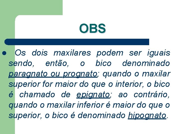 OBS l Os dois maxilares podem ser iguais sendo, então, o bico denominado paragnato