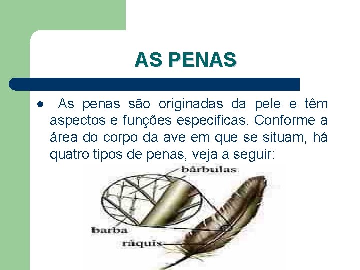 AS PENAS l As penas são originadas da pele e têm aspectos e funções