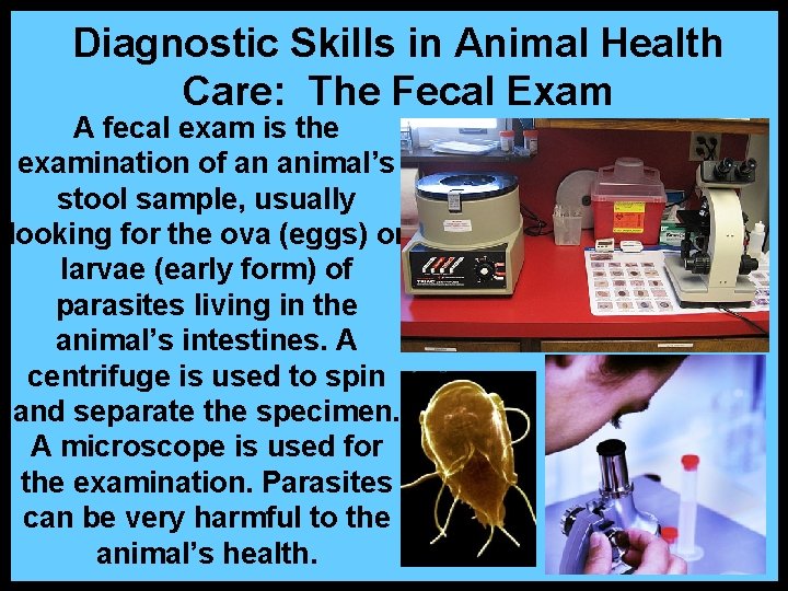 Diagnostic Skills in Animal Health Care: The Fecal Exam A fecal exam is the