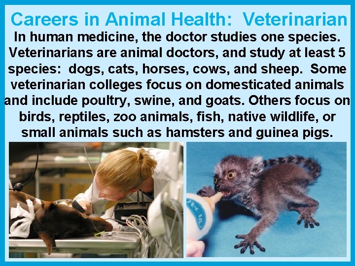Careers in Animal Health: Veterinarian In human medicine, the doctor studies one species. Veterinarians