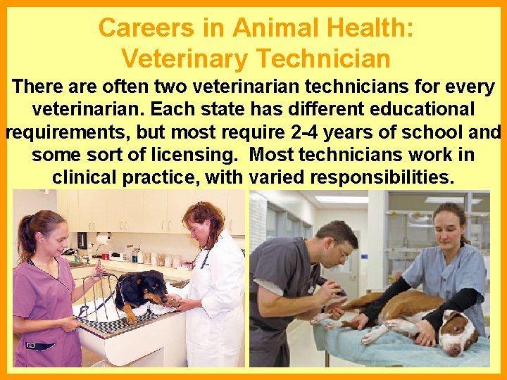 Careers in Animal Health: Veterinary Technician There are often two veterinarian technicians for every