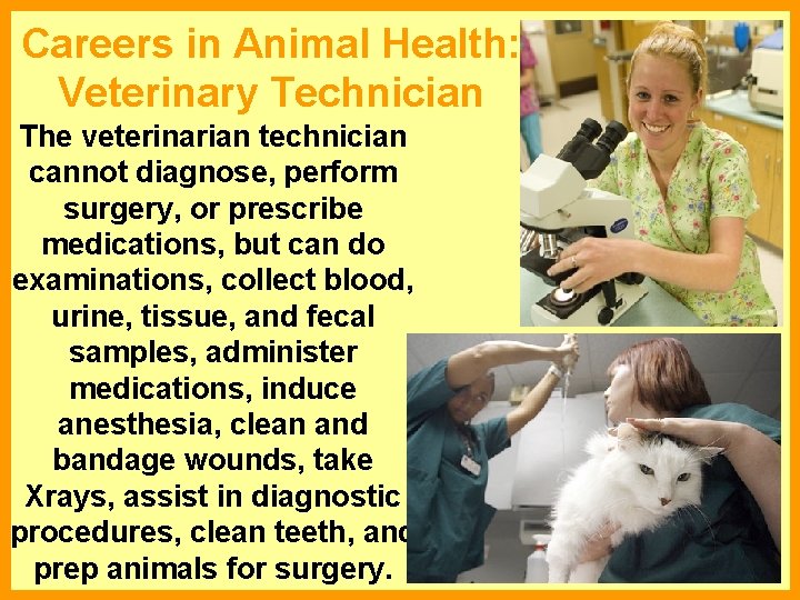 Careers in Animal Health: Veterinary Technician The veterinarian technician cannot diagnose, perform surgery, or