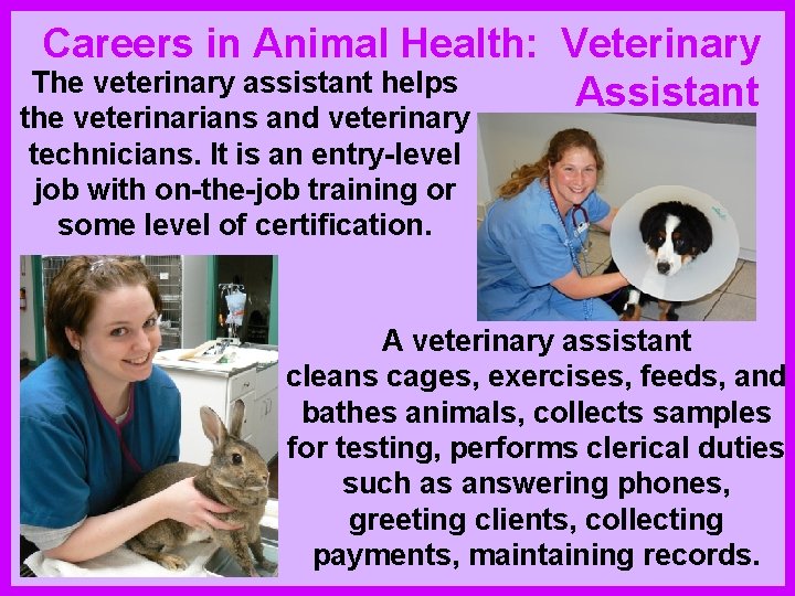 Careers in Animal Health: Veterinary The veterinary assistant helps Assistant the veterinarians and veterinary