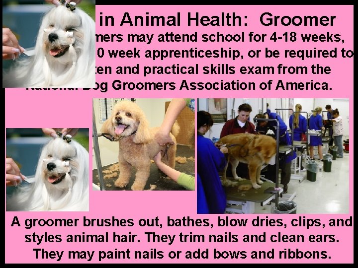 Careers in Animal Health: Groomer Animal groomers may attend school for 4 -18 weeks,