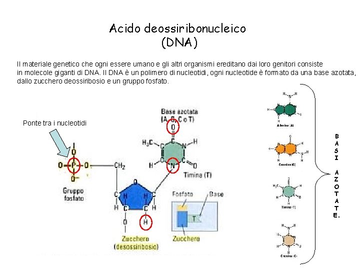 Acido deossiribonucleico (DNA) Il materiale genetico che ogni essere umano e gli altri organismi