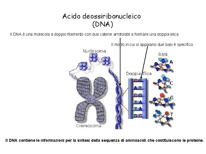Acido deossiribonucleico (DNA) Il DNA è una molecola a doppio filamento con due catene